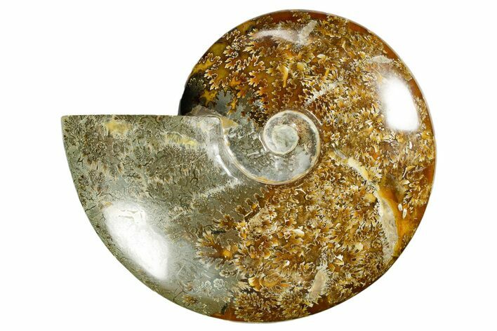 Polished Ammonite (Cleoniceras) Fossil - Madagascar #372951